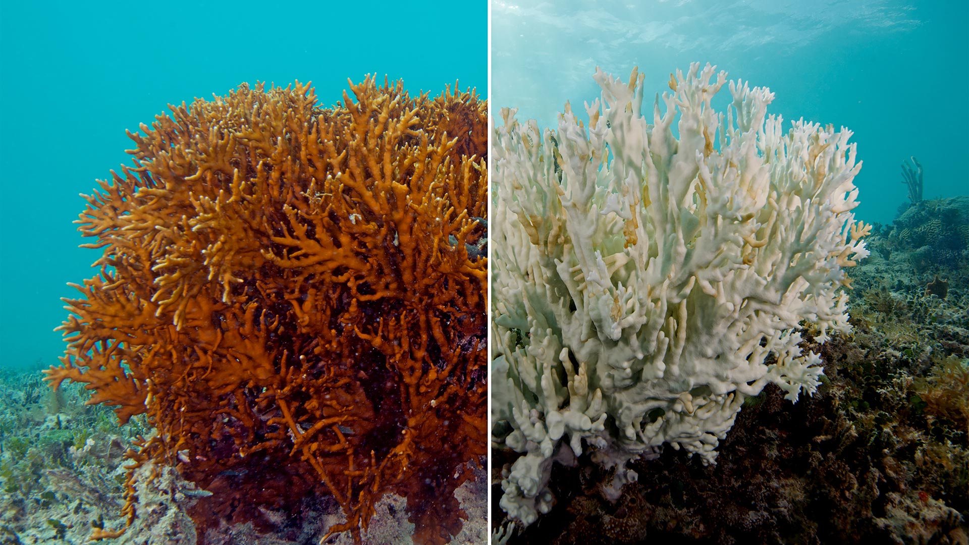 Effects of Oxybenzone on coral bleaching