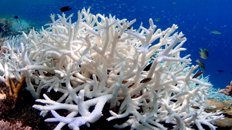 Zooxanthellae Expulsion In Coral Bacteria Expulsion Leads To Coral Bleaching And Death