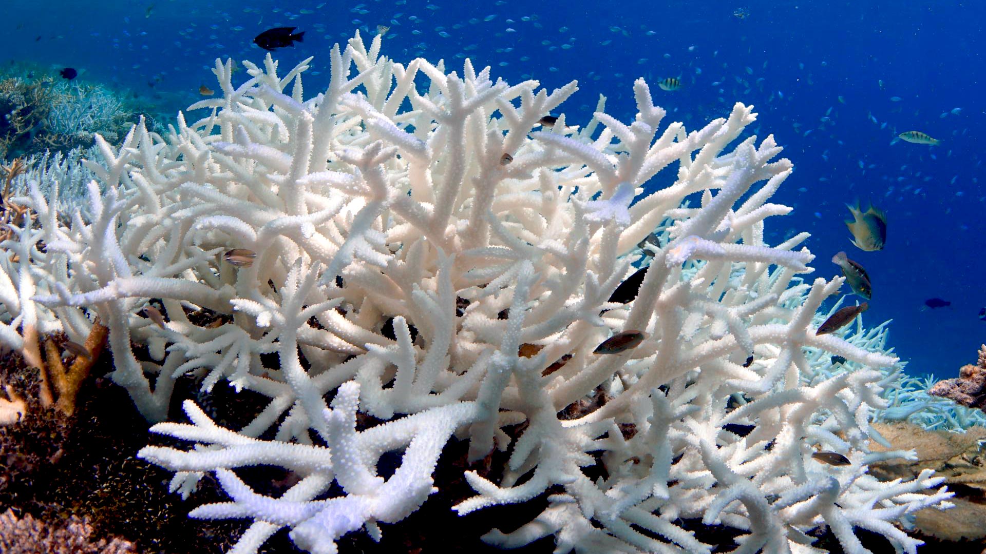 активный коралловый кальций beverlee