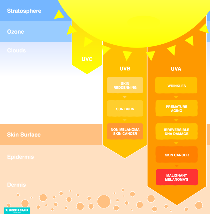UVB vs UVA the effects of too much sun exposure from normal UV radiation