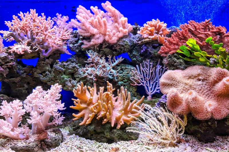 Beautiful Corals Being Grown In Artificial Environment
